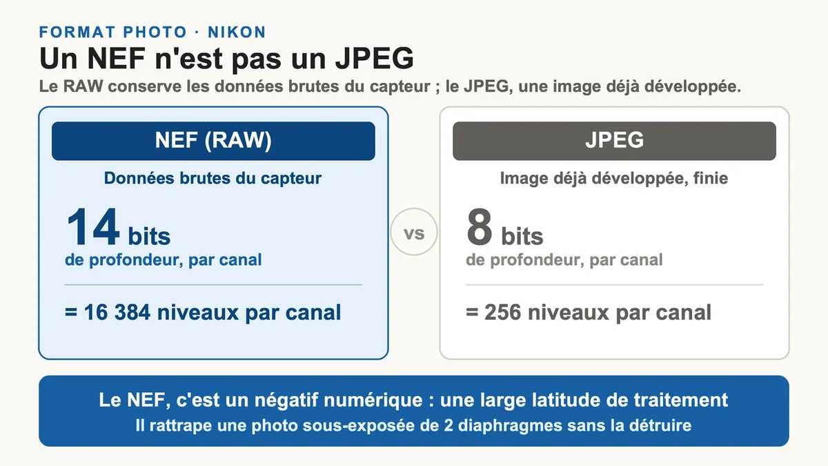 Comparaison entre fichiers NEF et JPEG avec des exemples d'images sur un fond neutre
